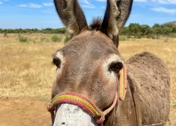 Holiday home Maciasdehesa